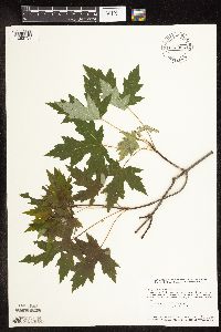 Acer saccharinum image