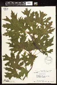 Acer saccharinum image