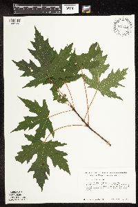 Acer saccharinum image
