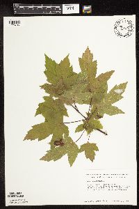 Acer saccharinum image