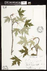 Acer saccharinum image