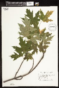 Acer saccharinum image