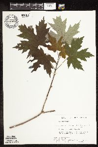 Acer saccharinum image