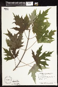 Acer saccharinum image