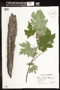 Acer saccharinum image