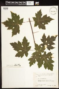 Acer saccharinum image