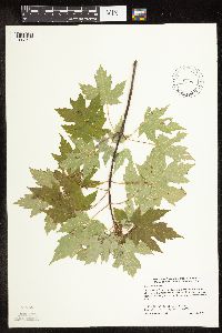 Acer saccharinum image