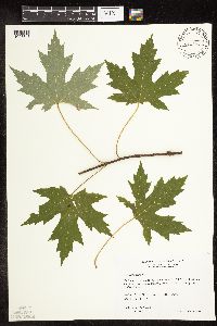 Acer saccharinum image