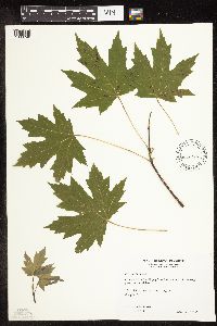 Acer saccharinum image