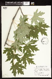Acer saccharinum image