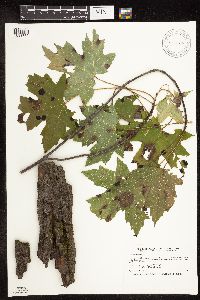 Acer saccharinum image