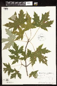 Acer saccharinum image