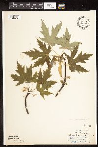 Acer saccharinum image
