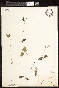 Acer saccharinum image