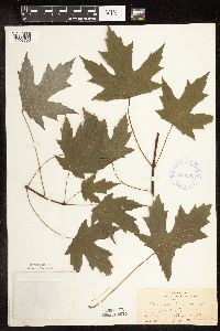 Acer saccharinum image