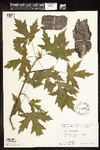 Acer saccharinum image