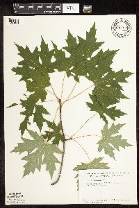 Acer saccharinum image