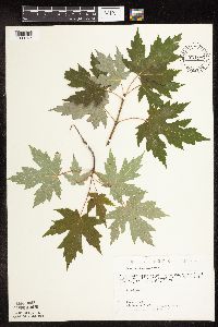 Acer saccharinum image