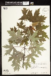 Acer saccharinum image