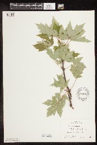 Acer saccharinum image