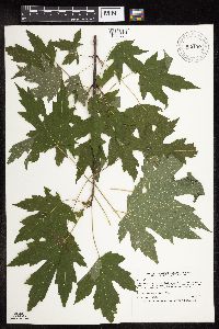 Acer saccharinum image