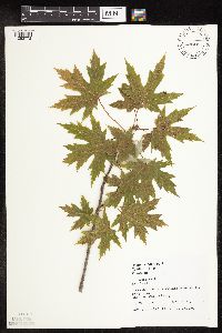 Acer saccharinum image