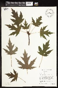 Acer saccharinum image