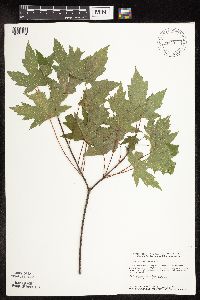 Acer saccharinum image