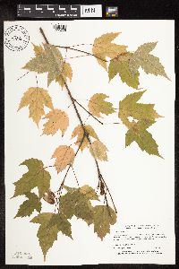 Acer saccharinum image
