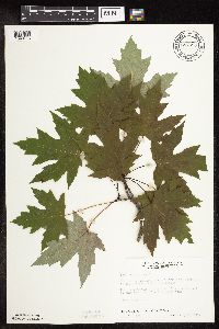Acer saccharinum image