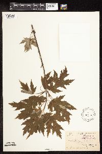 Acer saccharinum image
