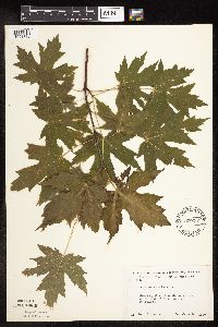 Acer saccharinum image