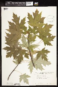Acer saccharinum image