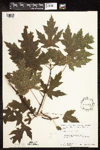 Acer saccharinum image