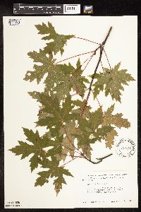 Acer saccharinum image
