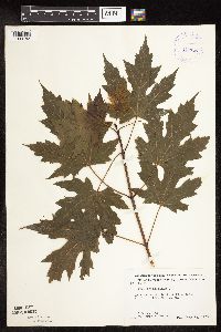 Acer saccharinum image