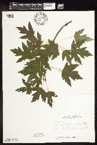 Acer saccharinum image