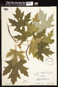 Acer saccharinum image