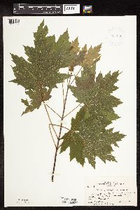 Acer saccharinum image