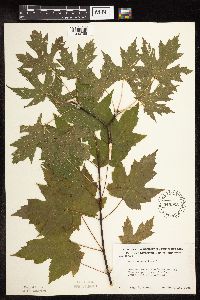 Acer saccharinum image