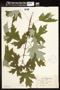 Acer saccharinum image
