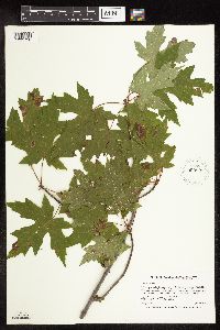 Acer saccharinum image
