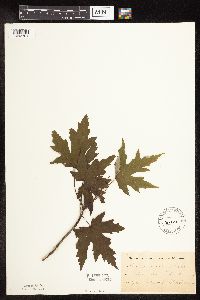 Acer saccharinum image