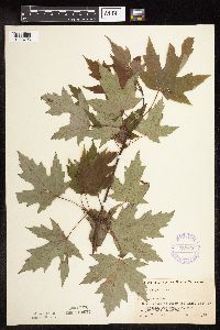 Acer saccharinum image