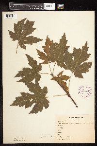Acer saccharinum image