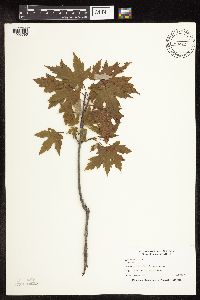 Acer saccharinum image