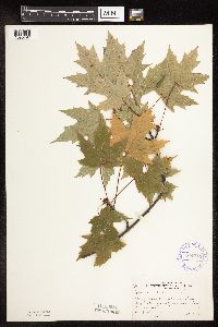 Acer saccharinum image