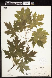 Acer saccharinum image