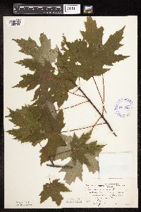 Acer saccharinum image
