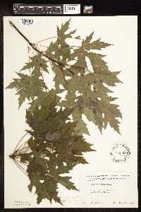Acer saccharinum image